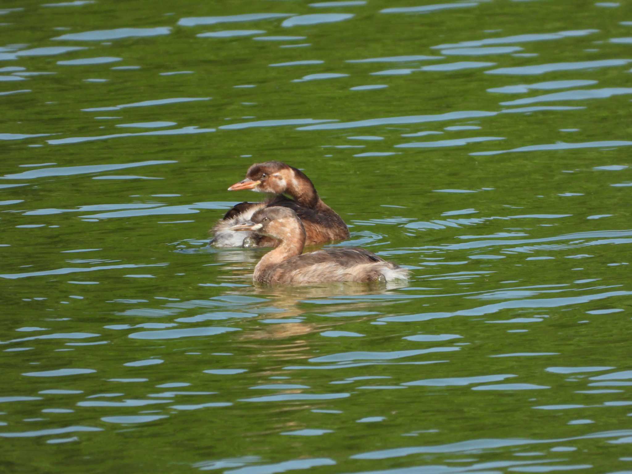 Photo of Little Grebe at Hattori Ryokuchi Park by ひよひよ