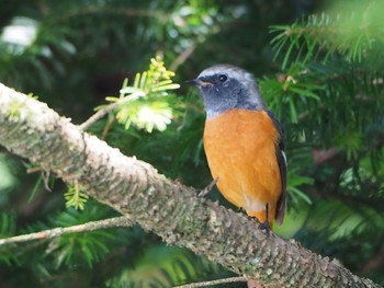 2021年8月27日(金) 山梨県の野鳥観察記録
