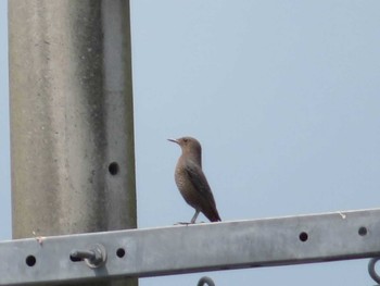 Blue Rock Thrush 自宅周辺 Sun, 8/29/2021