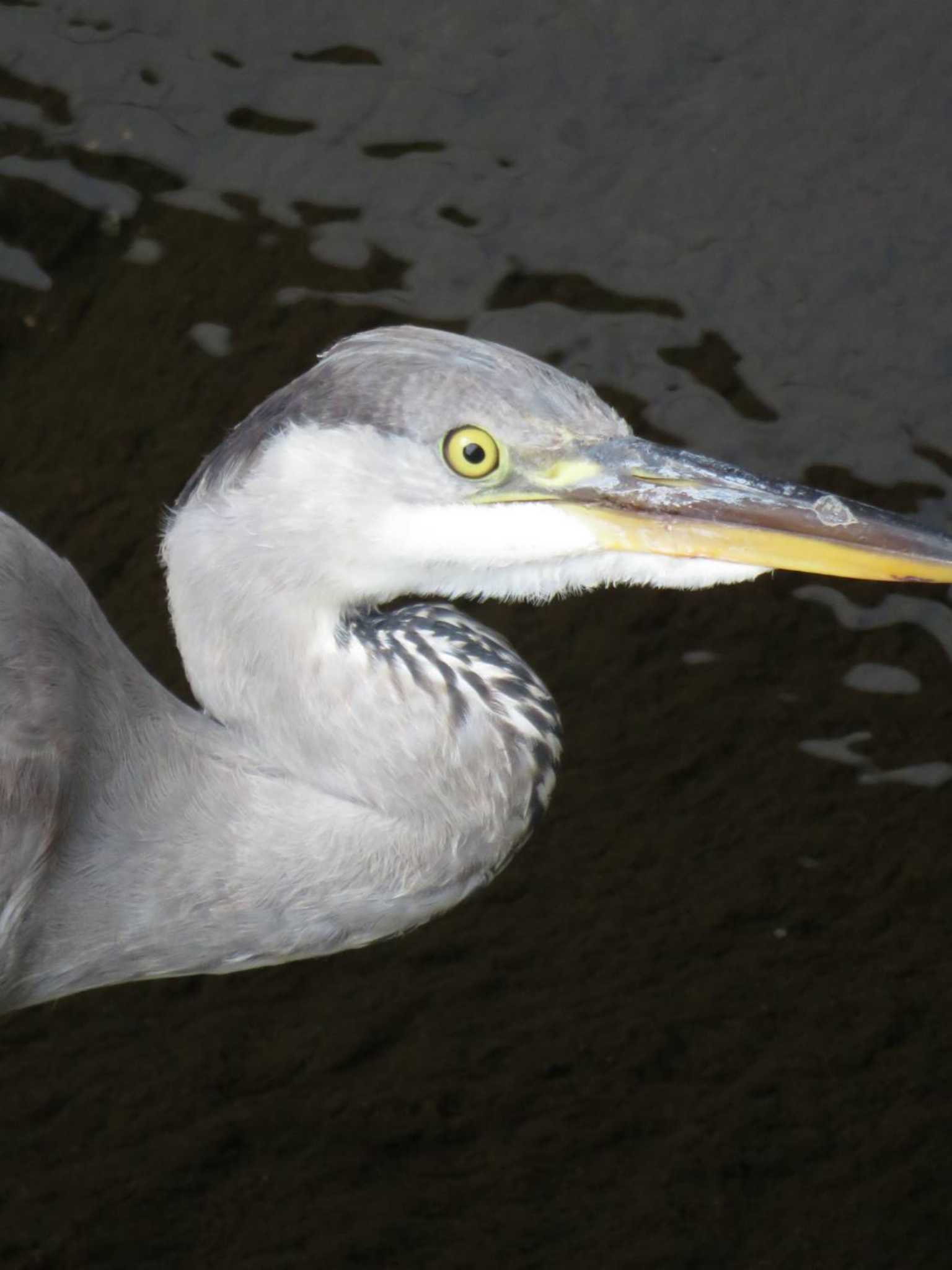 Photo of Grey Heron at 自宅周辺 by カズー