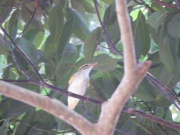 Eastern Crowned Warbler 自宅周辺 Sun, 8/29/2021