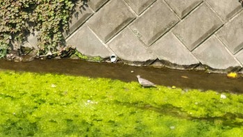 Grey-tailed Tattler 自宅周辺 Sun, 8/29/2021