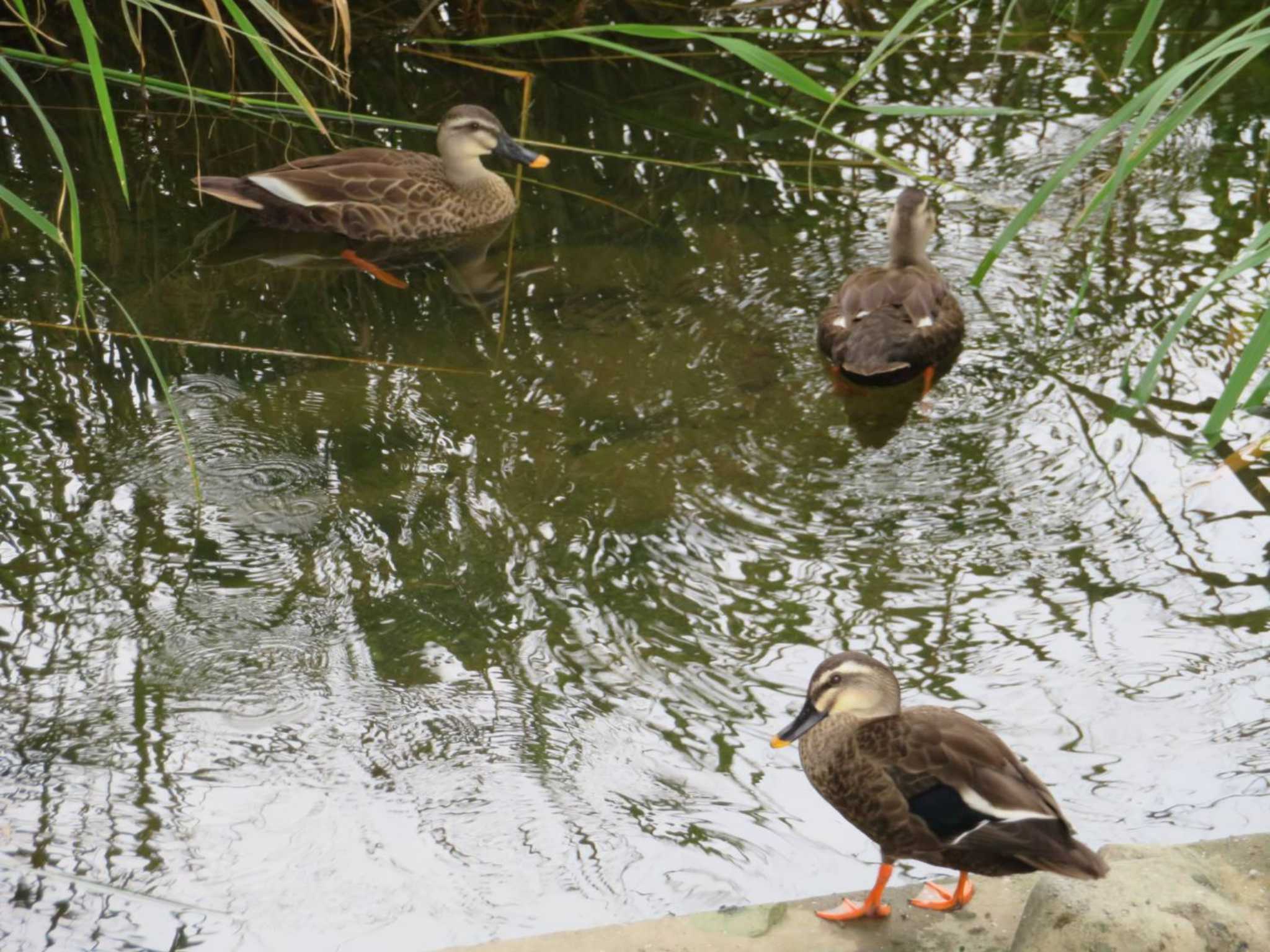 Eastern Spot-billed Duck