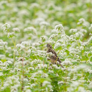 Chestnut-eared Bunting 北海道美瑛 Mon, 8/16/2021