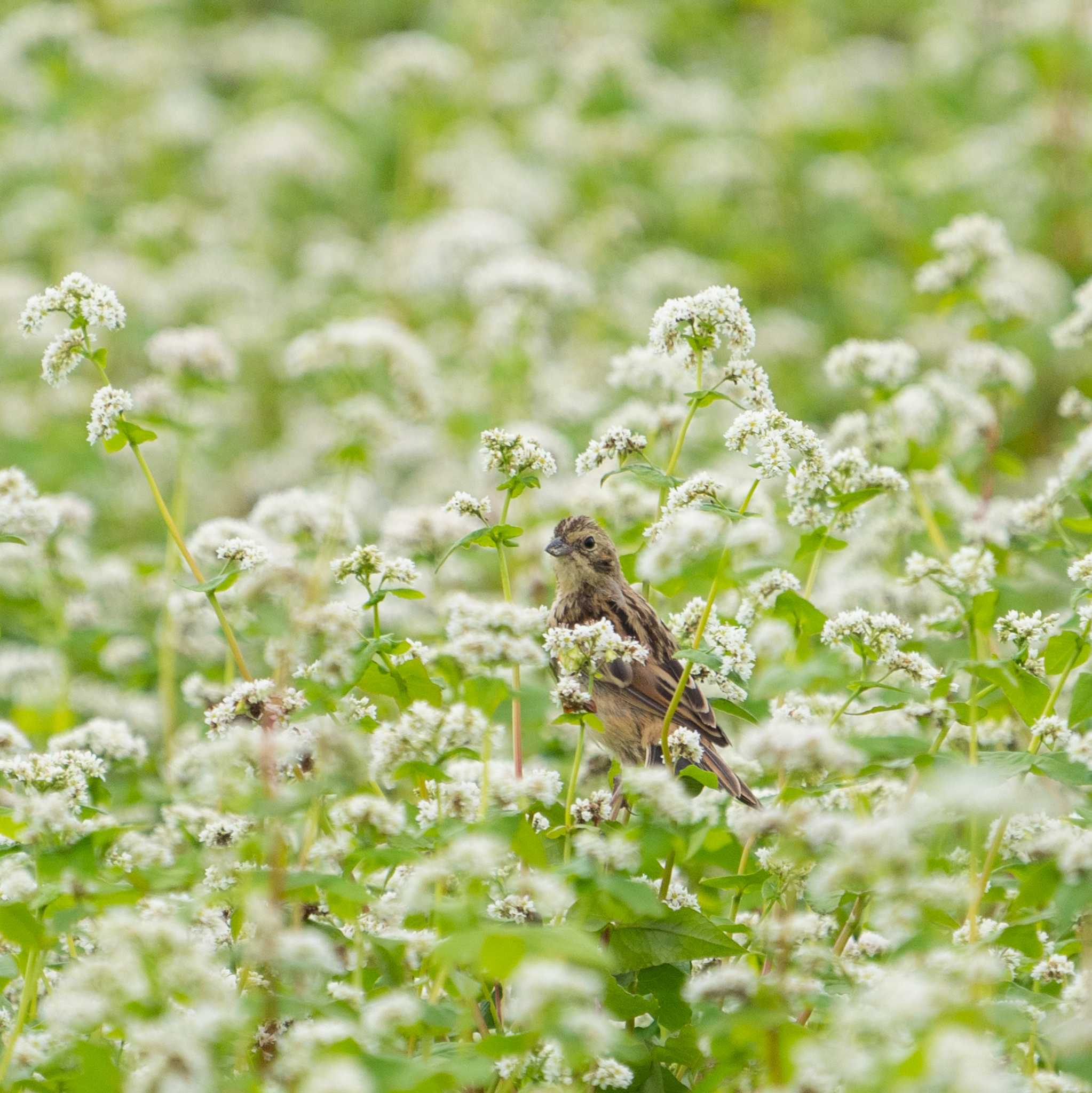 Photo of Chestnut-eared Bunting at 北海道美瑛 by hana