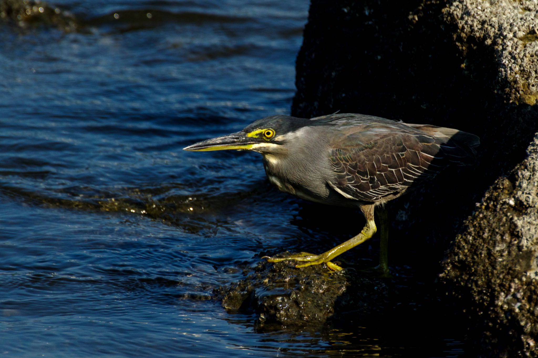 東京港野鳥公園 ササゴイの写真 by Marco Birds