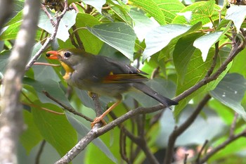 ソウシチョウ 香川県 2021年8月29日(日)