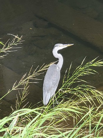 Grey Heron 横須賀市 Sun, 8/29/2021