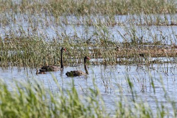 Black Swan Lake Colac Wed, 2/8/2017