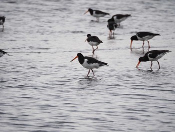 2021年8月29日(日) ふなばし三番瀬海浜公園の野鳥観察記録