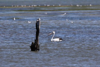 Australian Pelican Lake Colac Wed, 2/8/2017