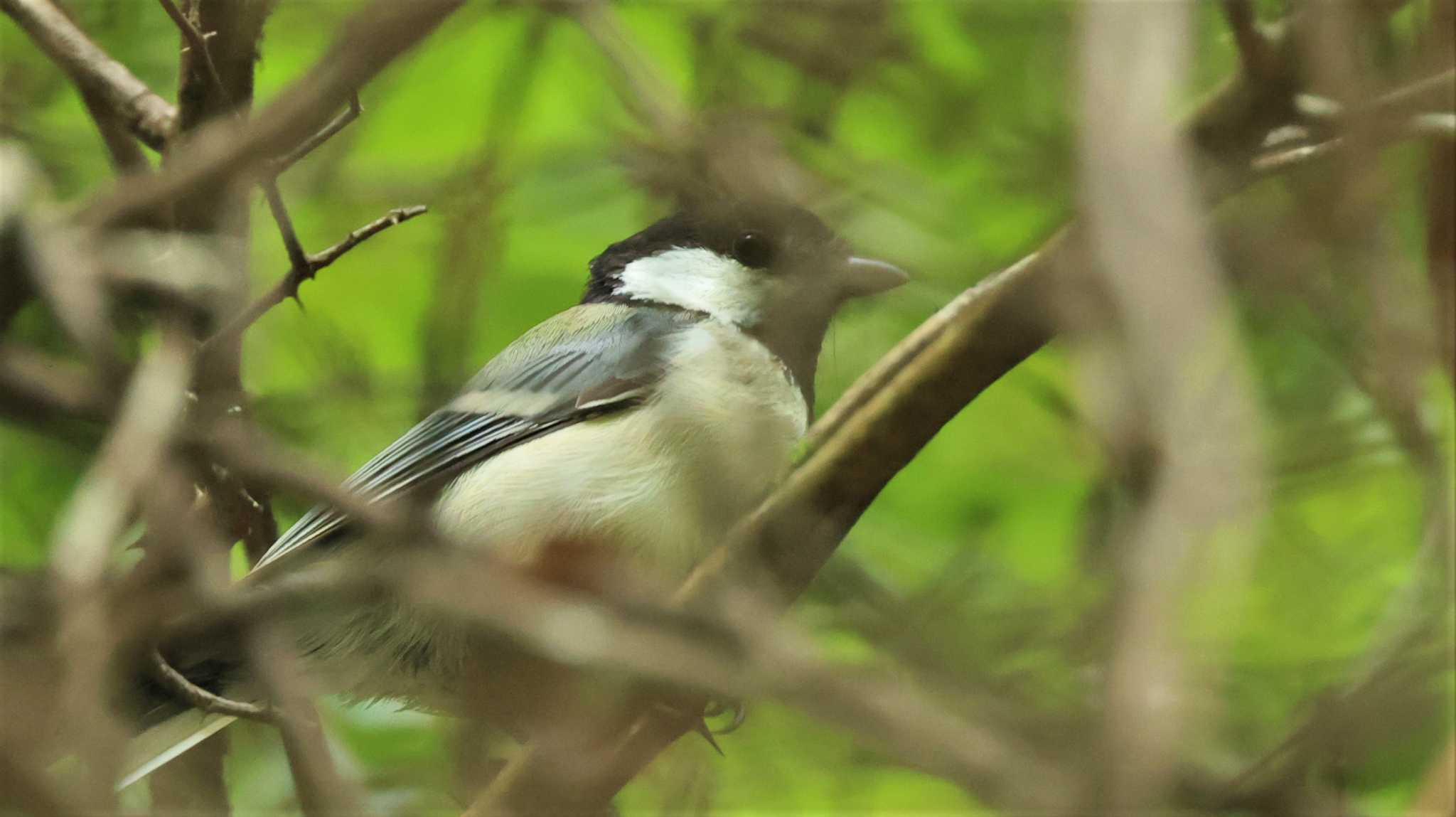 シジュウカラ