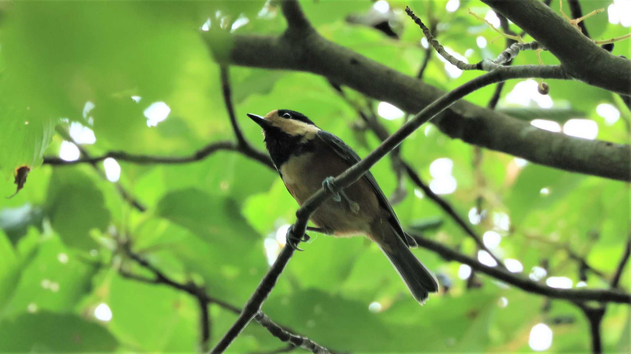 ヤマガラ