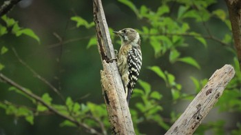 2021年8月29日(日) 早戸川林道の野鳥観察記録