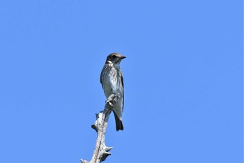 2021年8月29日(日) 舳倉島の野鳥観察記録