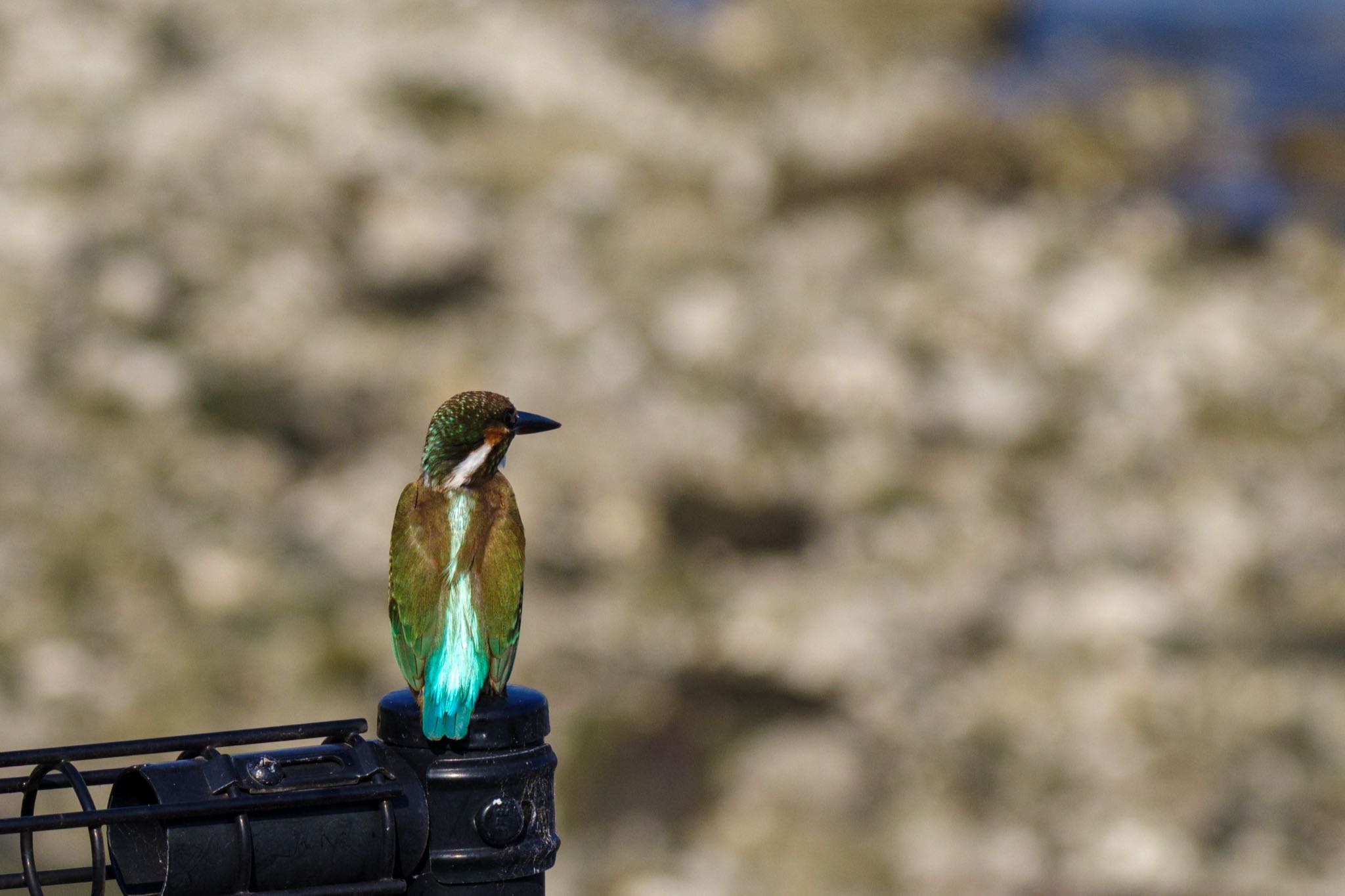 東京港野鳥公園 カワセミの写真 by Marco Birds