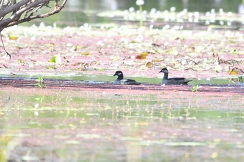 Green Pygmy Goose Lake Field National Park Sun, 10/20/2019