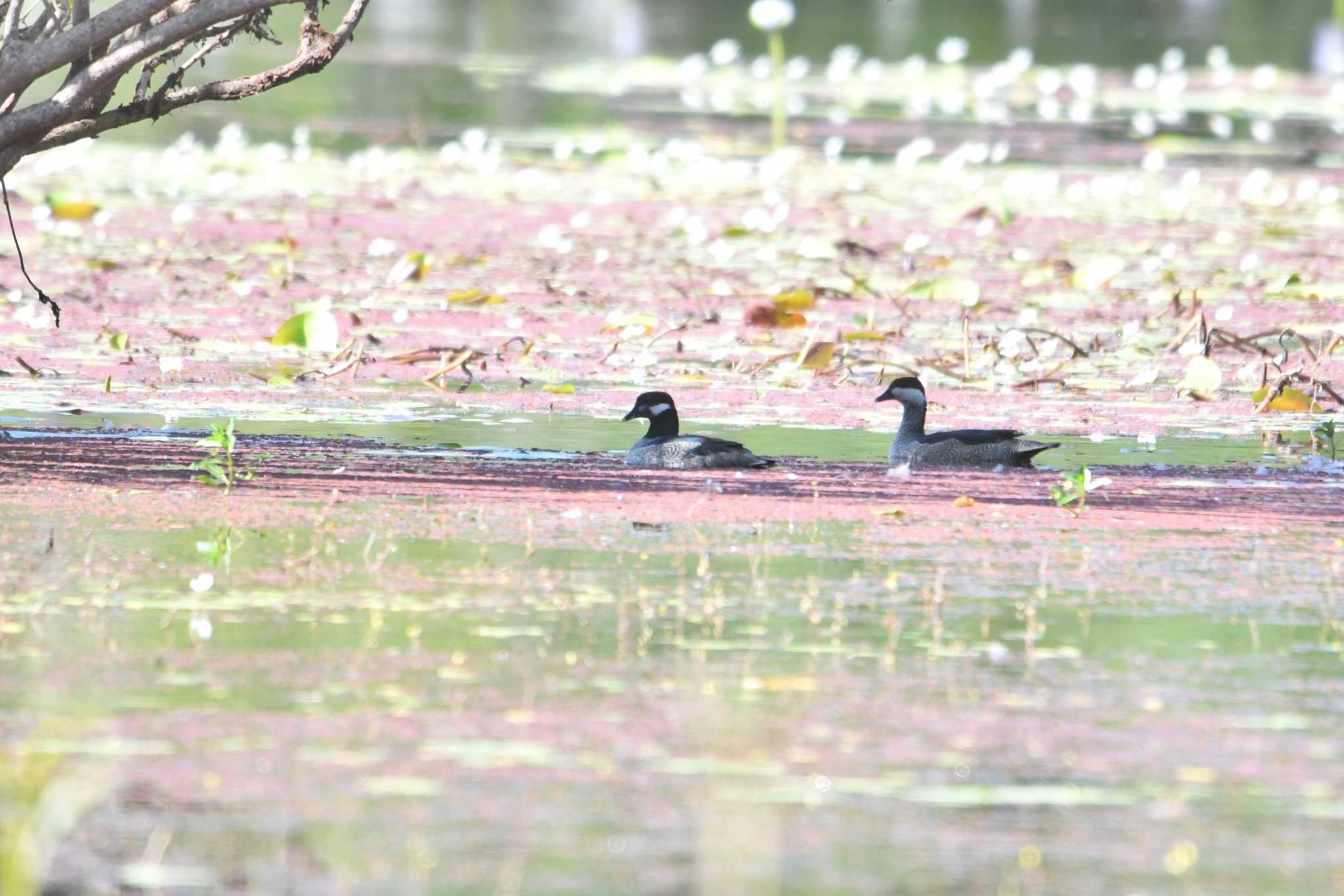 Photo of Green Pygmy Goose at Lake Field National Park by あひる