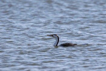 Wed, 2/8/2017 Birding report at JD Belllin Reserve