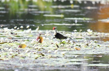 Comb-crested Jacana Lake Field National Park Sun, 10/20/2019