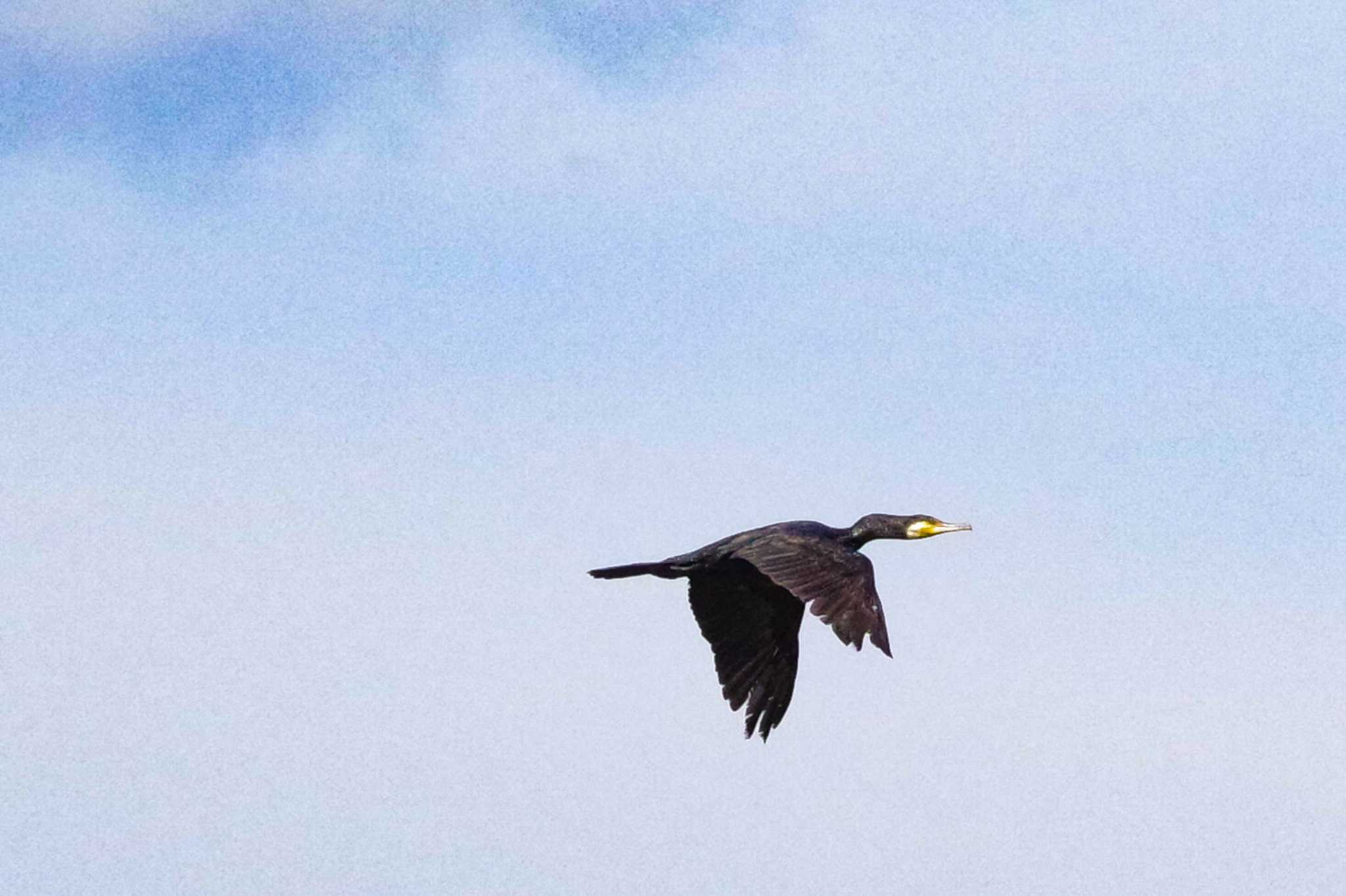 Great Cormorant