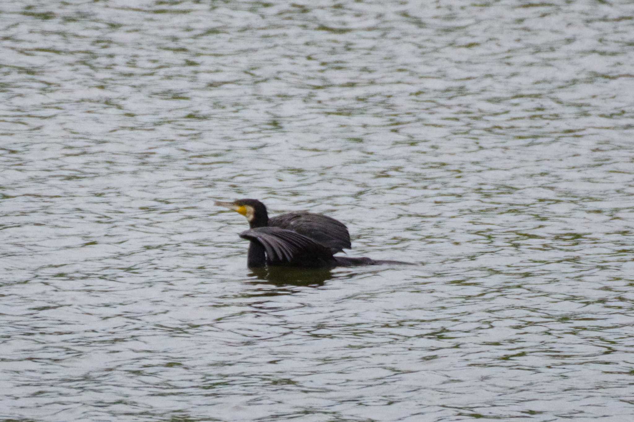 Great Cormorant