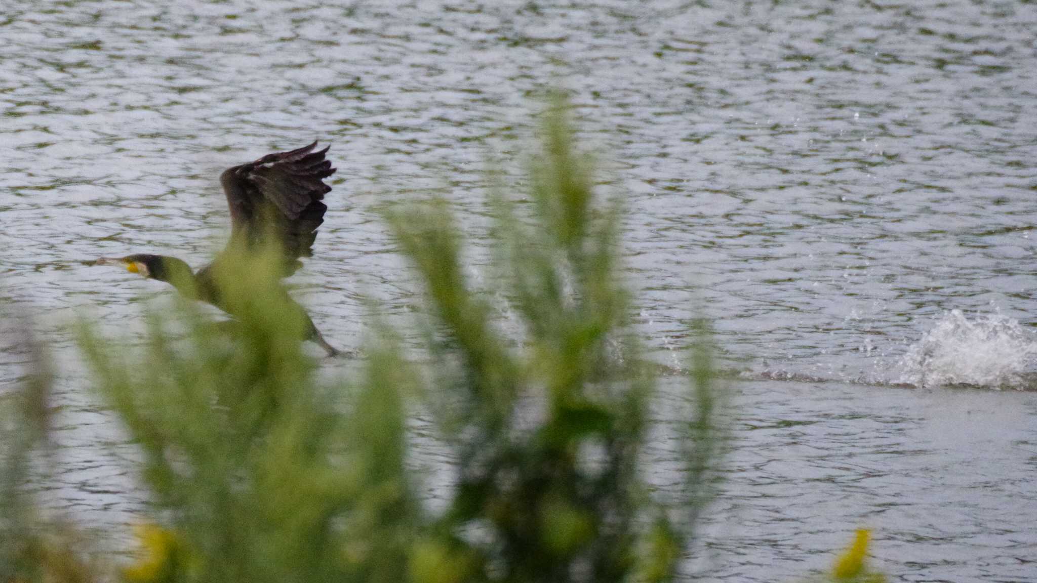 新川河口(札幌市) カワウの写真 by 98_Ark (98ｱｰｸ)