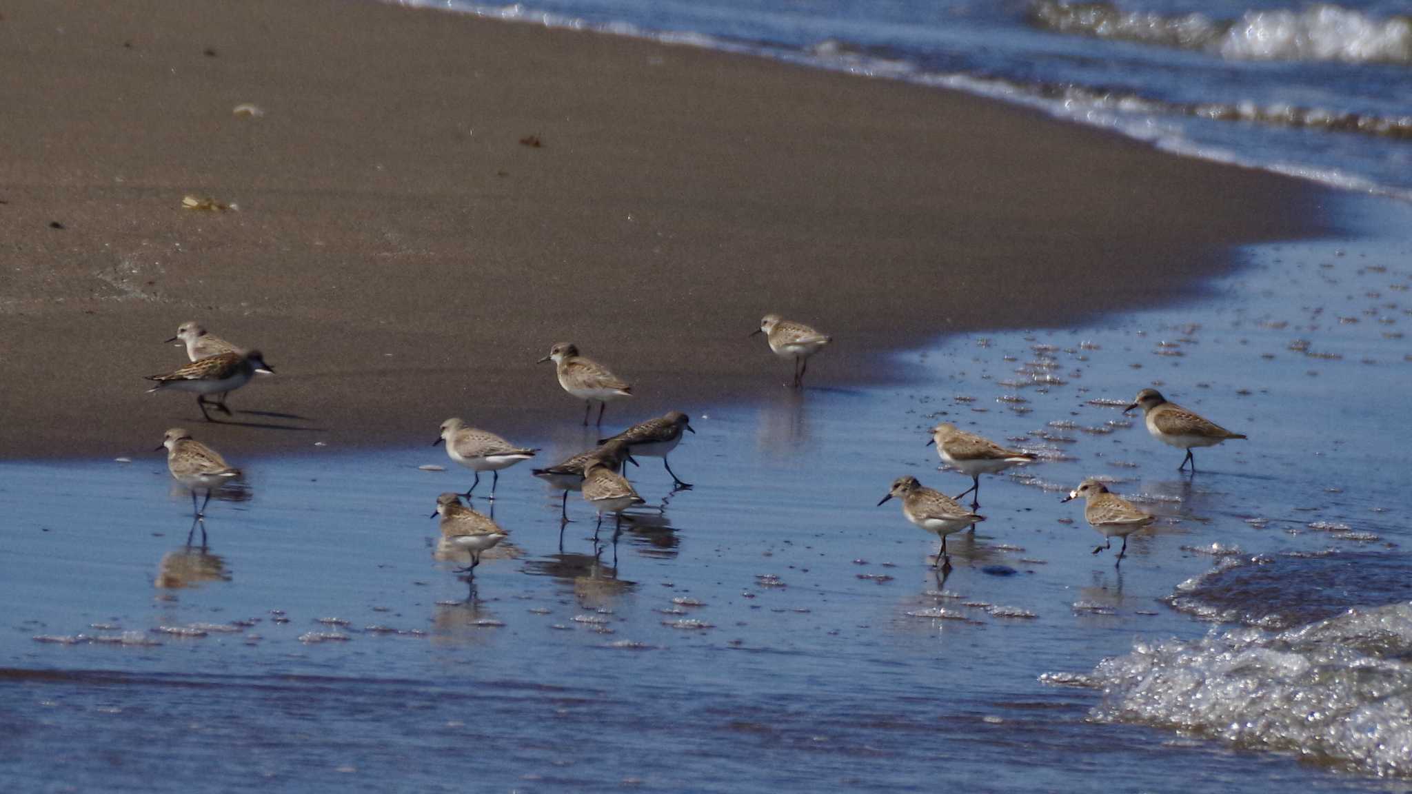 Red-necked Stint