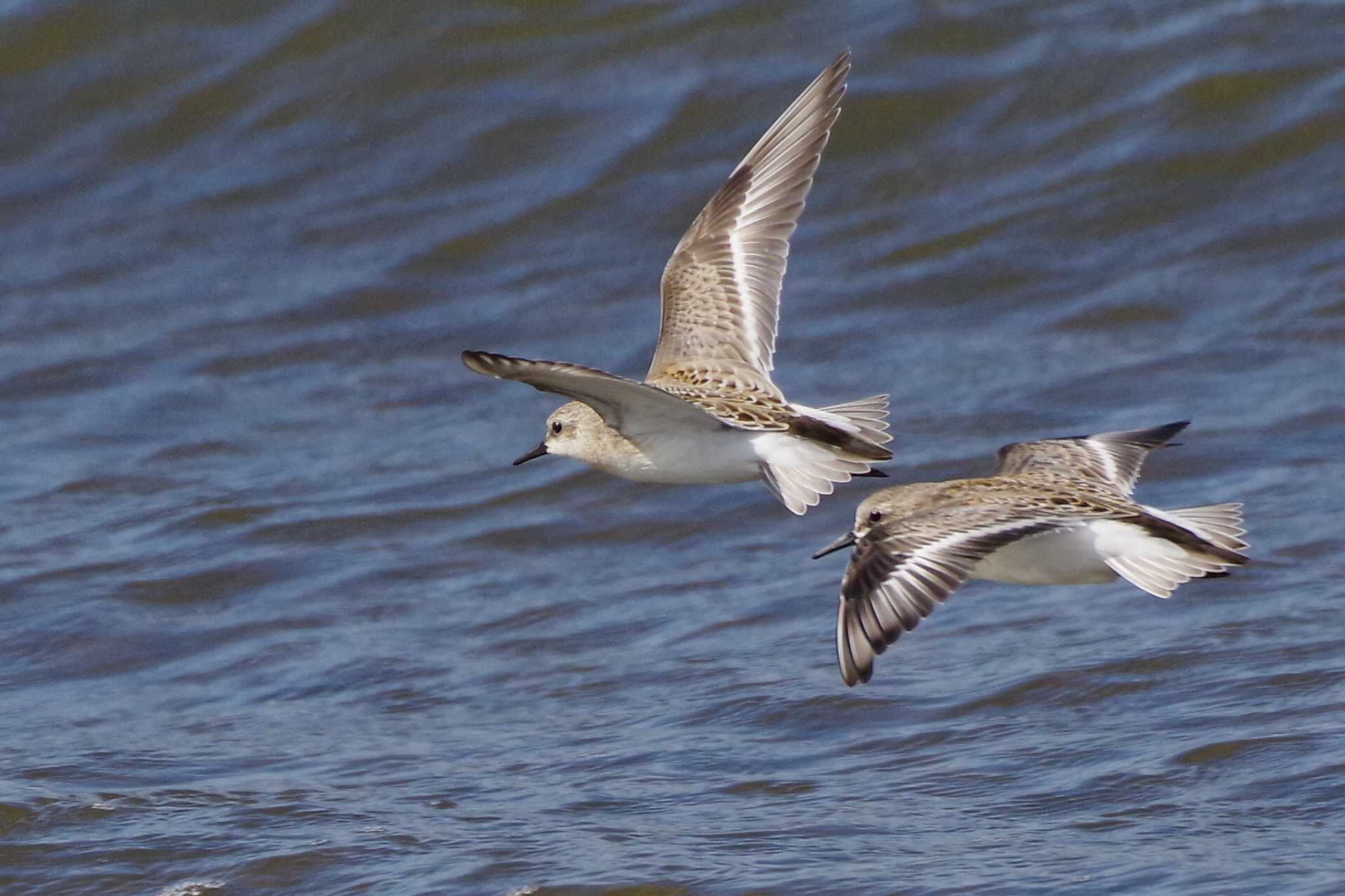 Photo of Red-necked Stint at 新川河口(札幌市) by 98_Ark (98ｱｰｸ)