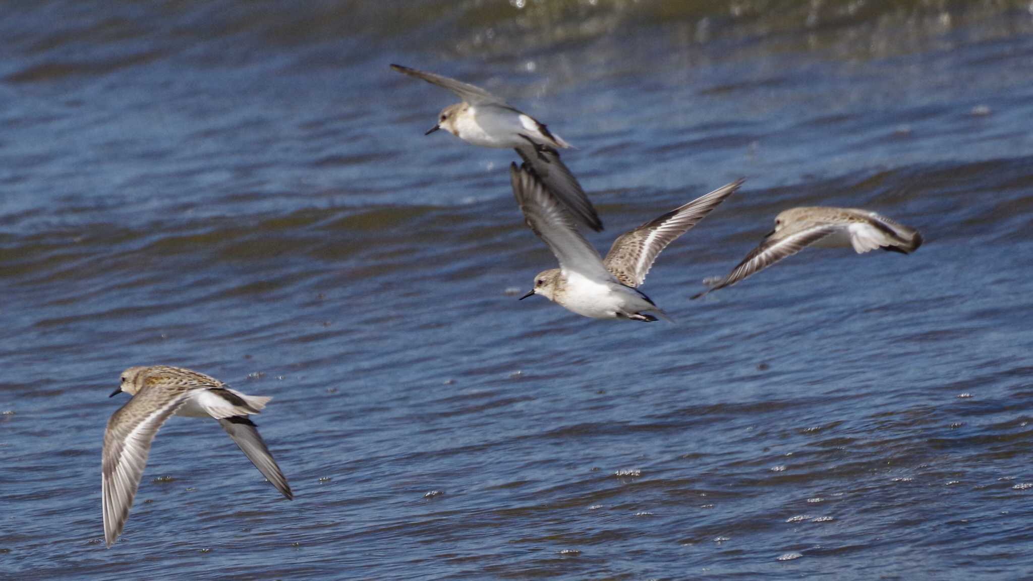 Red-necked Stint