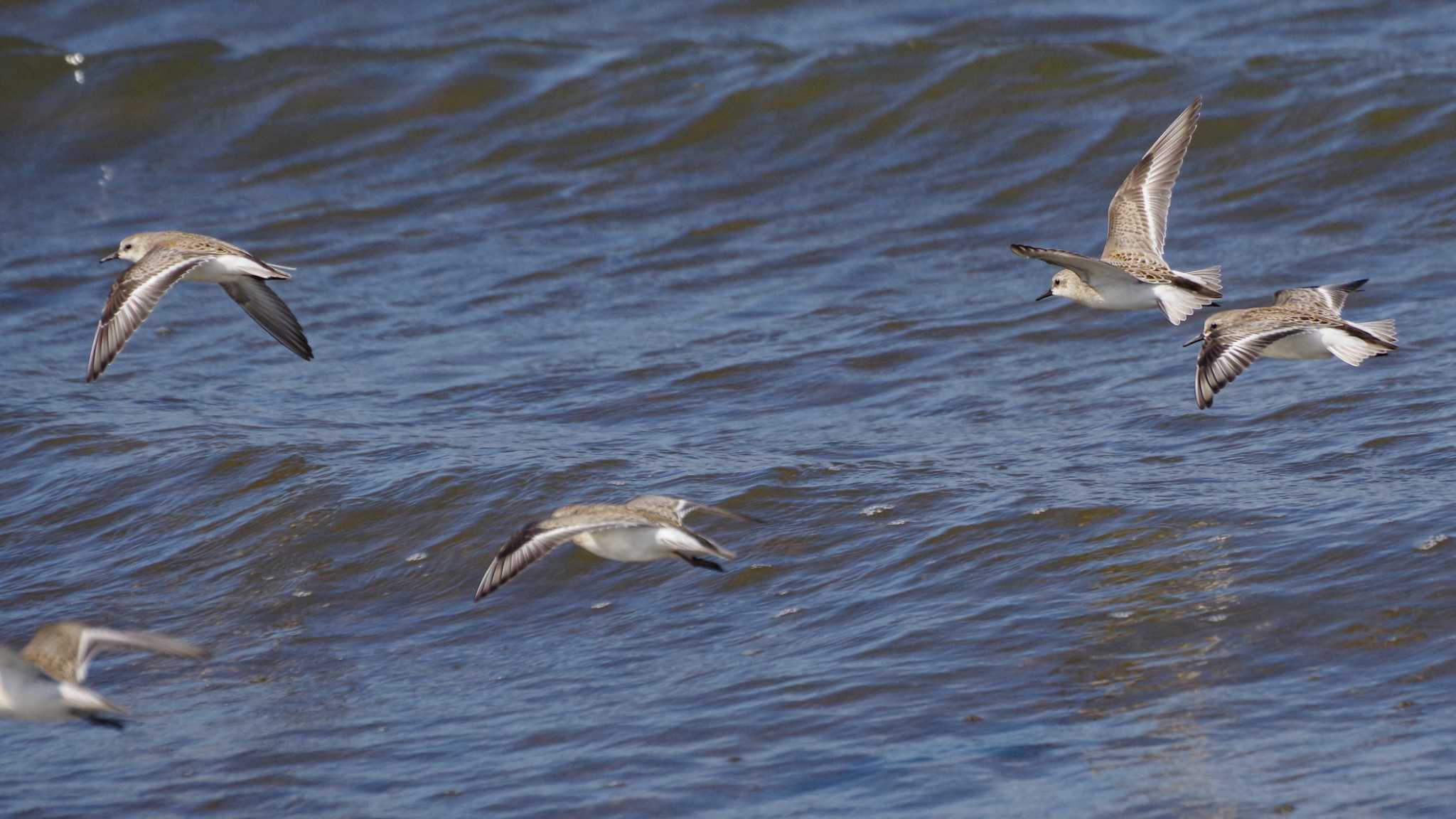 Red-necked Stint