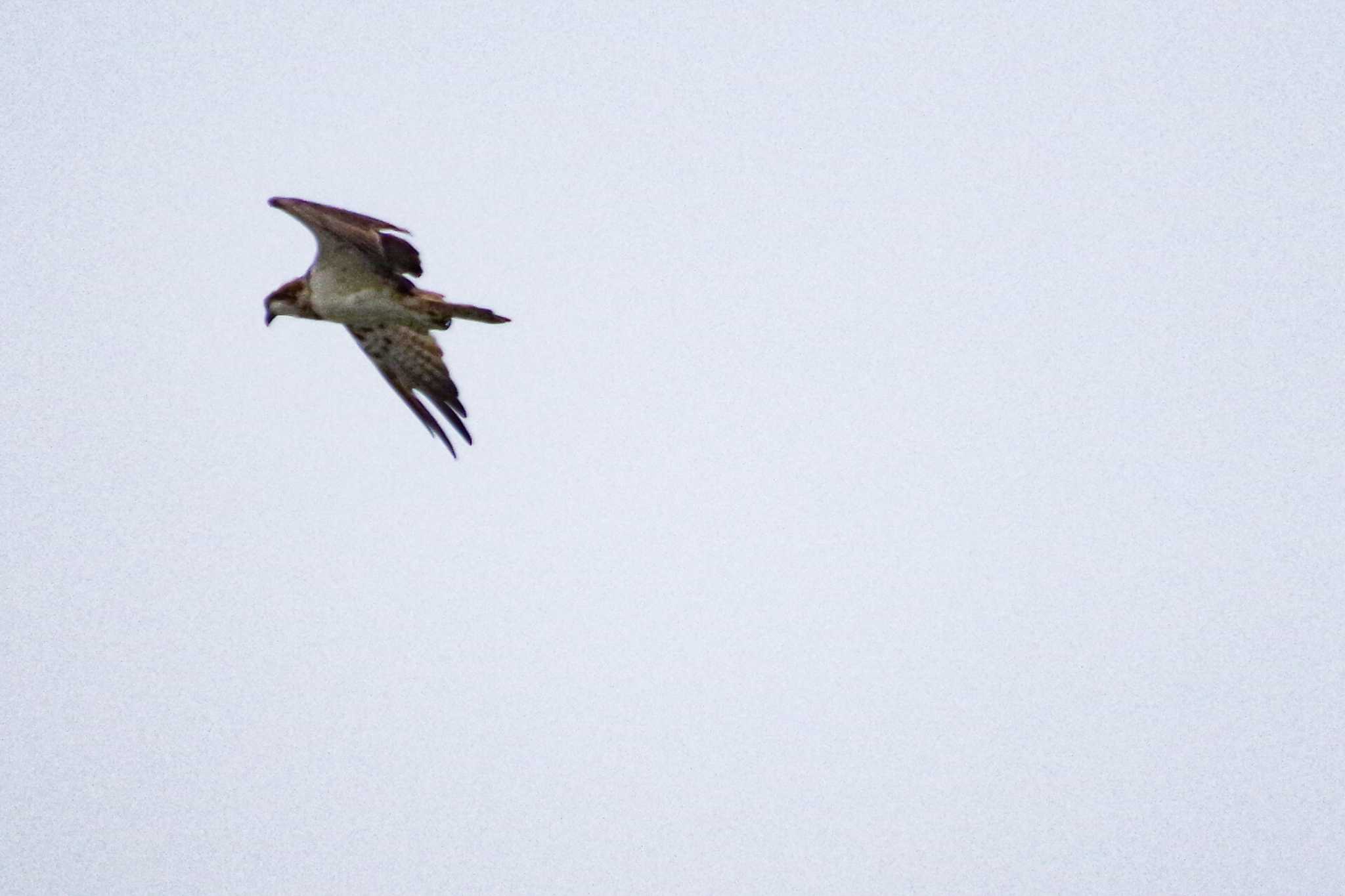 Photo of Osprey at 新川河口(札幌市) by 98_Ark (98ｱｰｸ)