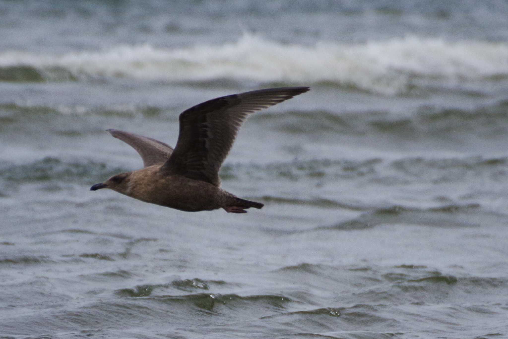 Slaty-backed Gull