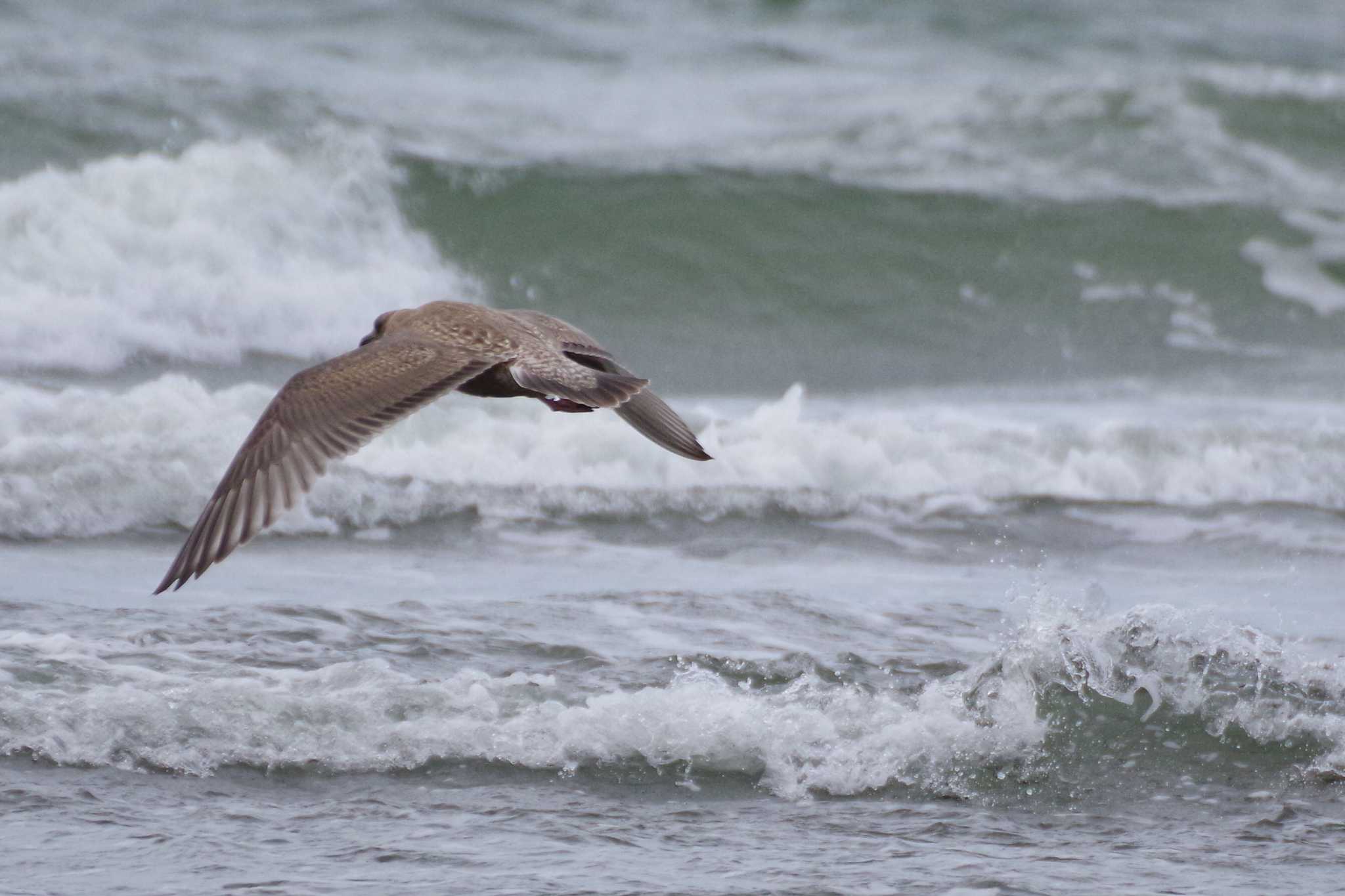 Slaty-backed Gull