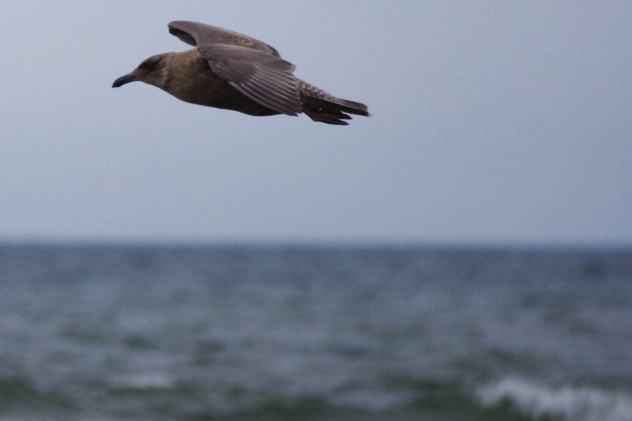 Slaty-backed Gull