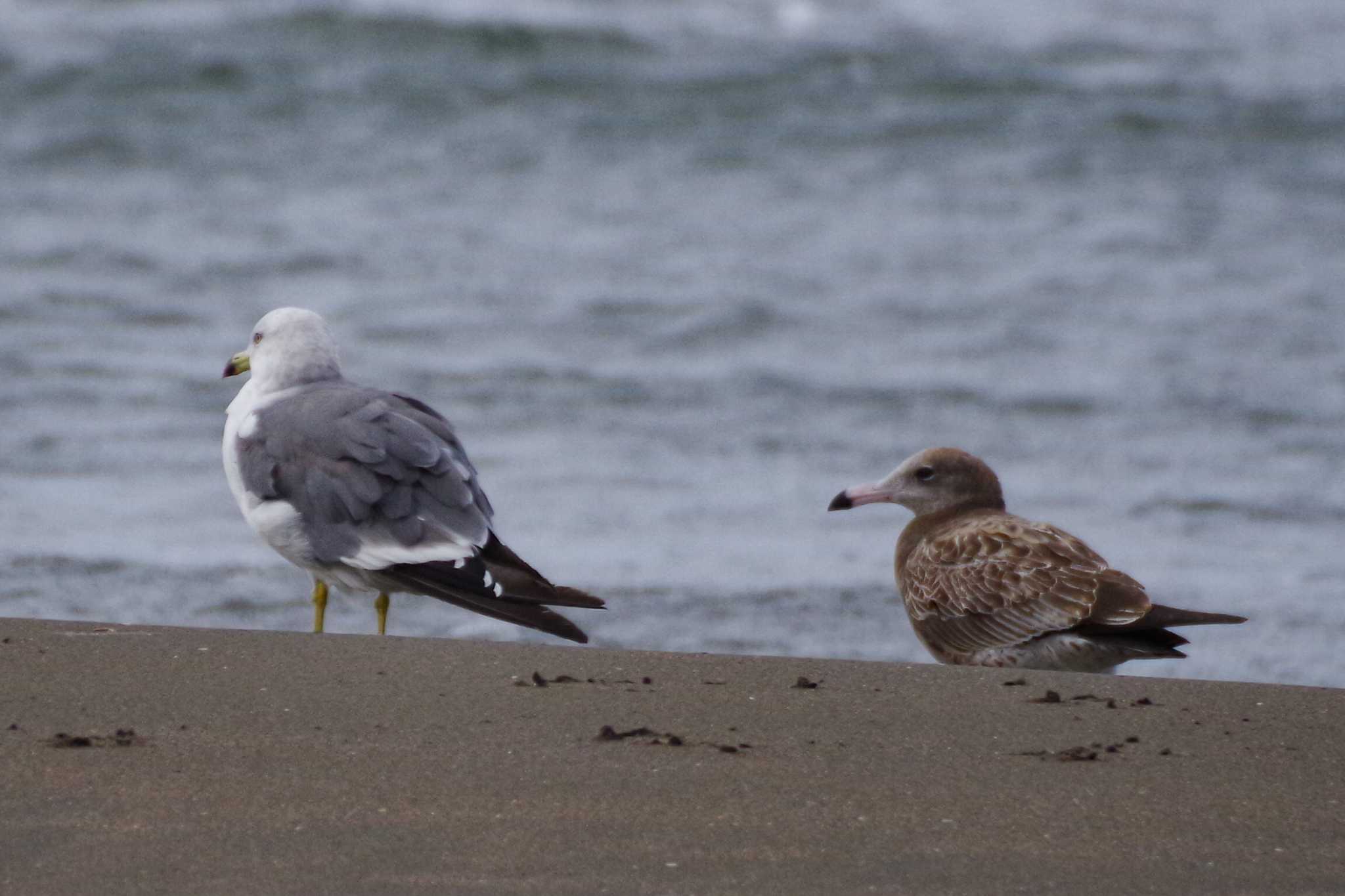 Black-tailed Gull