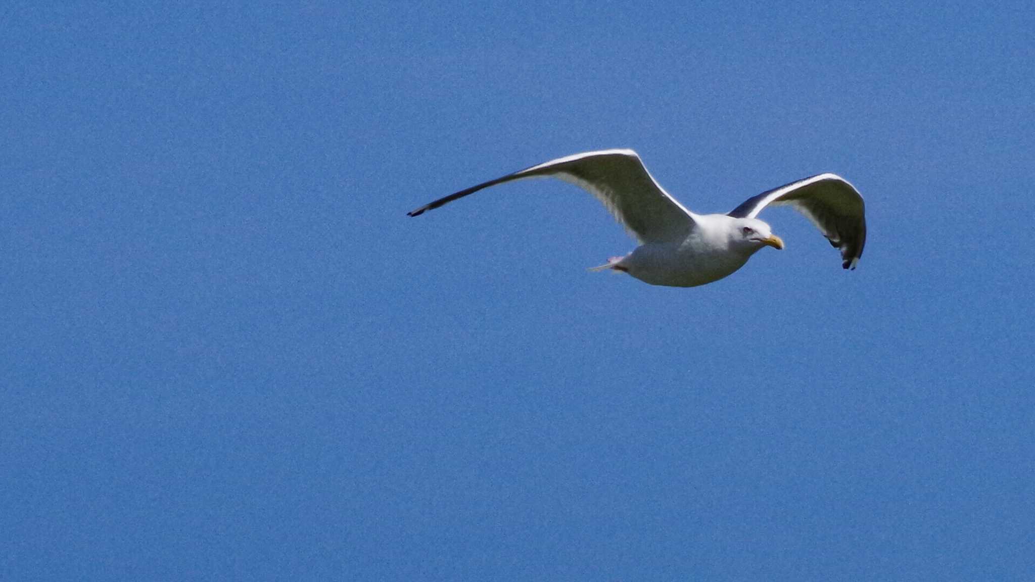 Photo of Slaty-backed Gull at 新川河口(札幌市) by 98_Ark (98ｱｰｸ)