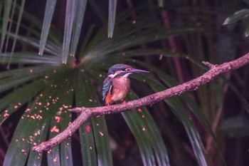 カワセミ 善福寺公園 2021年8月28日(土)