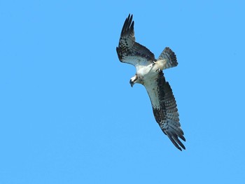 ミサゴ 愛知県 2021年8月28日(土)