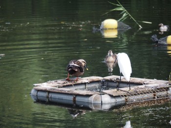 コサギ 井の頭恩賜公園 2021年8月22日(日)