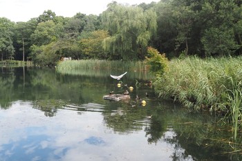 コサギ 井の頭恩賜公園 2021年8月22日(日)