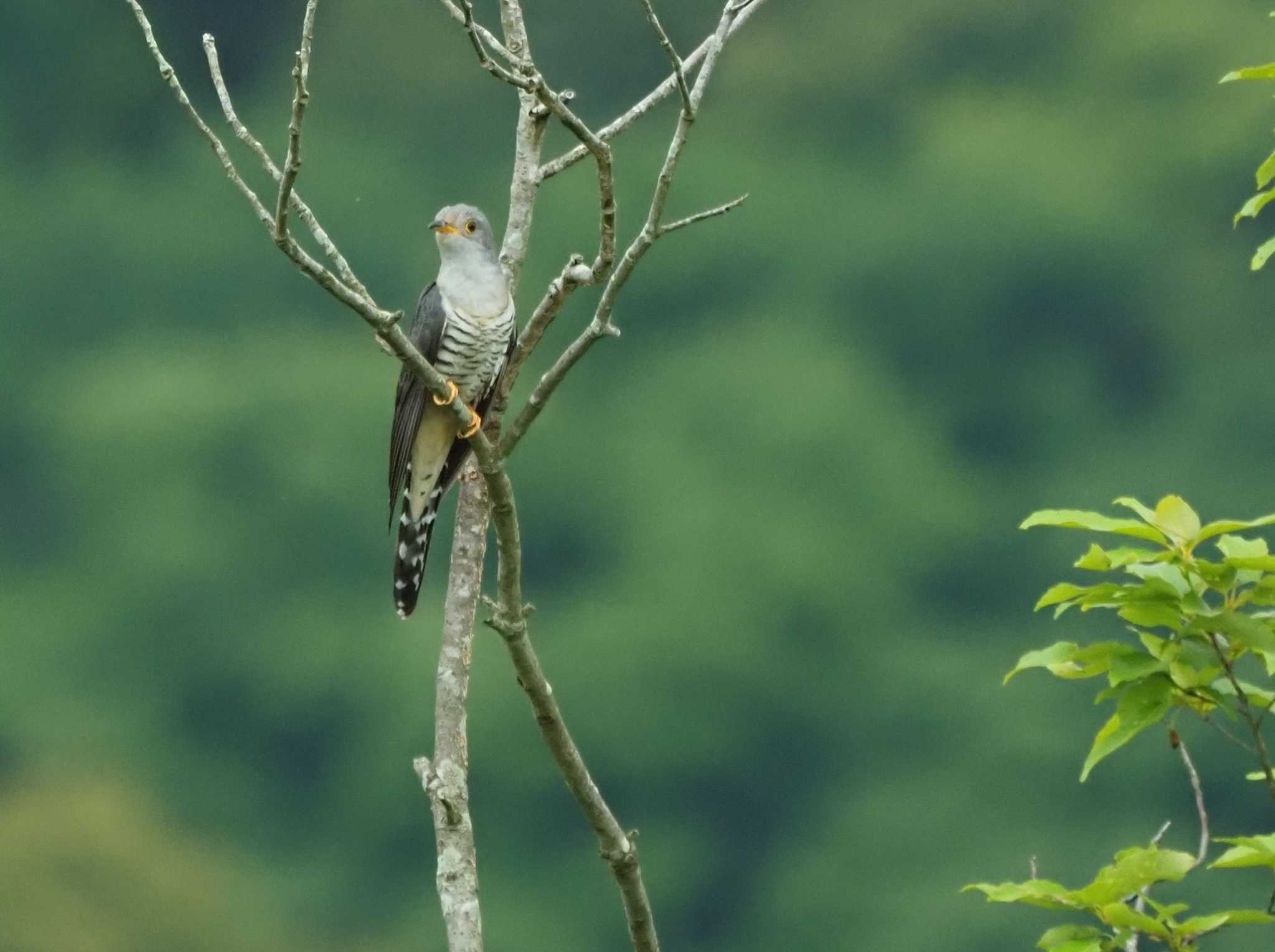 愛知県 ホトトギスの写真 by ma-★kun