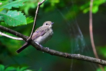 キビタキ 伊香保森林公園 2021年8月28日(土)