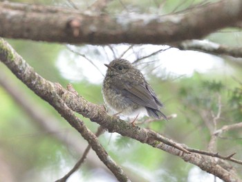 Red-flanked Bluetail 北八ヶ岳 Thu, 8/12/2021