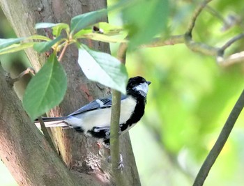 Japanese Tit 深山公園 Sun, 8/29/2021