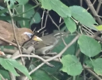 2021年8月28日(土) 横浜市児童遊園地の野鳥観察記録