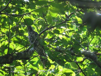 Mon, 8/30/2021 Birding report at Hakodateyama