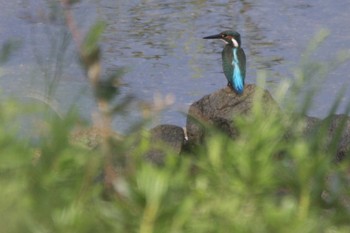 カワセミ 大阪南港野鳥園 2021年8月29日(日)