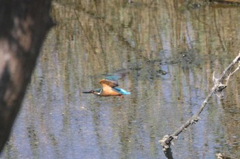 Common Kingfisher Osaka Nanko Bird Sanctuary Sun, 8/29/2021