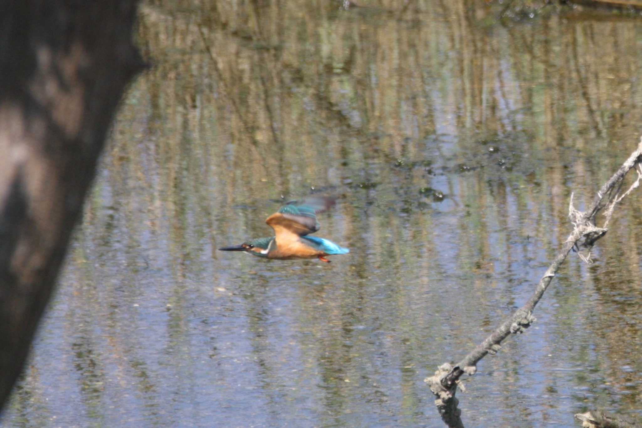 Photo of Common Kingfisher at Osaka Nanko Bird Sanctuary by トビトチヌ